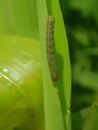 Fall armyworm on corn in Viet Nam.